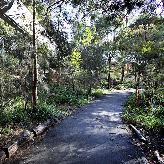 Cadigal Reserve path and tree view